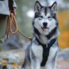 Nordic Repkoppel - Bild 3