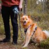 Woolly Wolf hundsele - Woodland - Bild 3