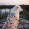 Nordic Repkoppel - Bild 5